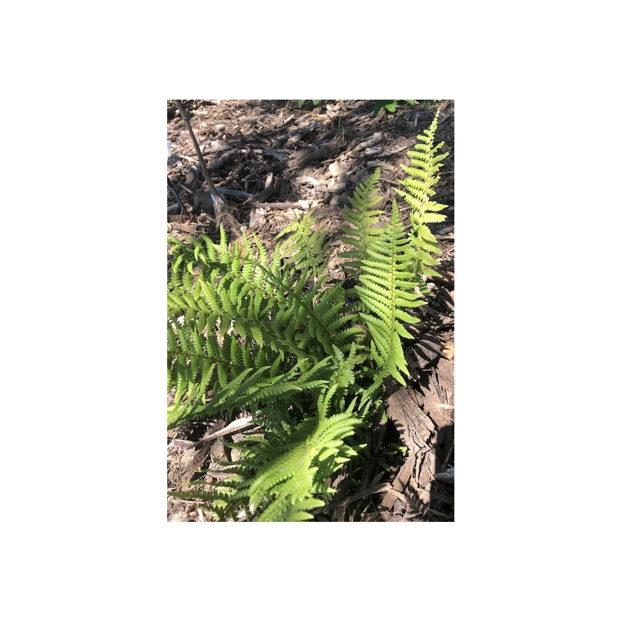 Fougère mâle - Dryopteris affinis