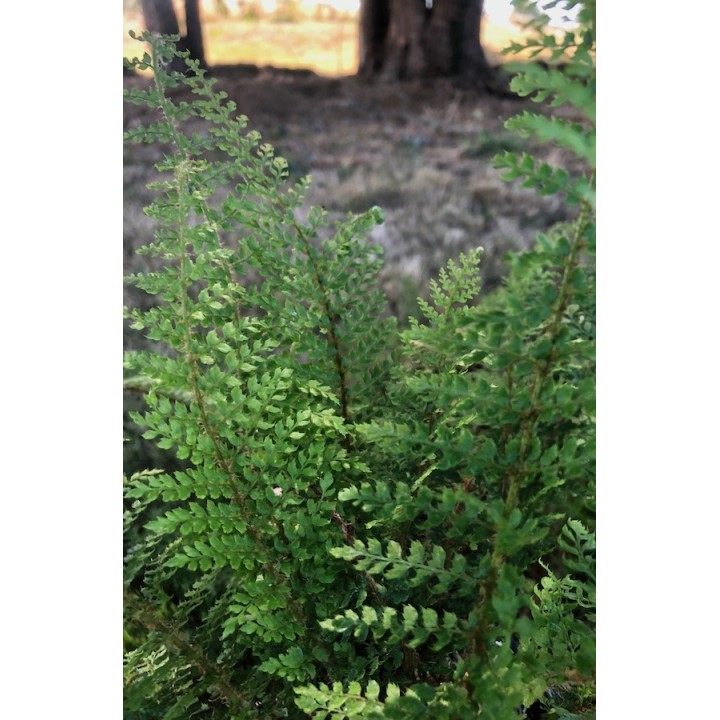 Polystichum setiferum 'Herrenhausen'