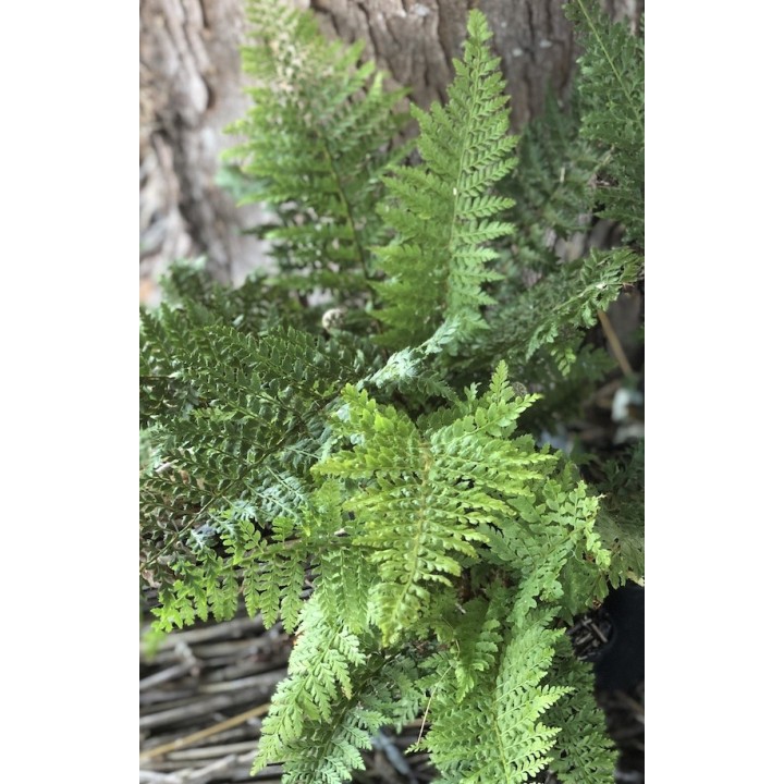 Polystichum setiferum 'Proliferum' - Fougère - Description et vente -
