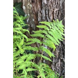 Thelipteris palustris