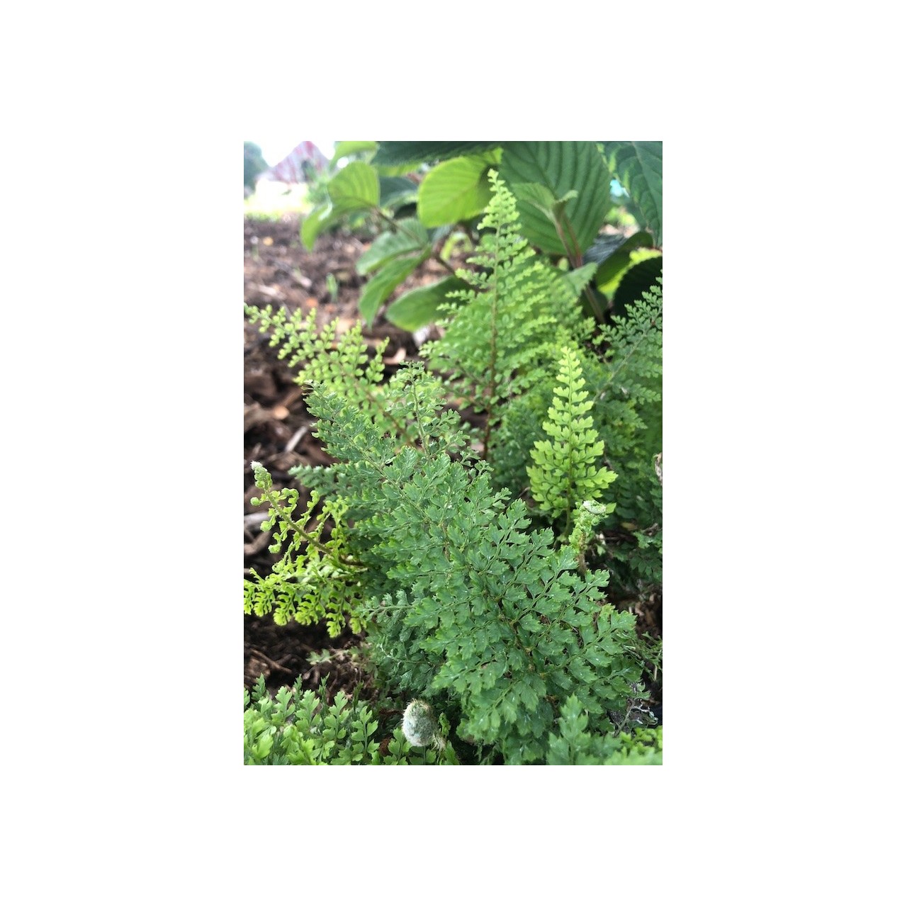 Polystichum setiferum 'Plumosum-Densum'