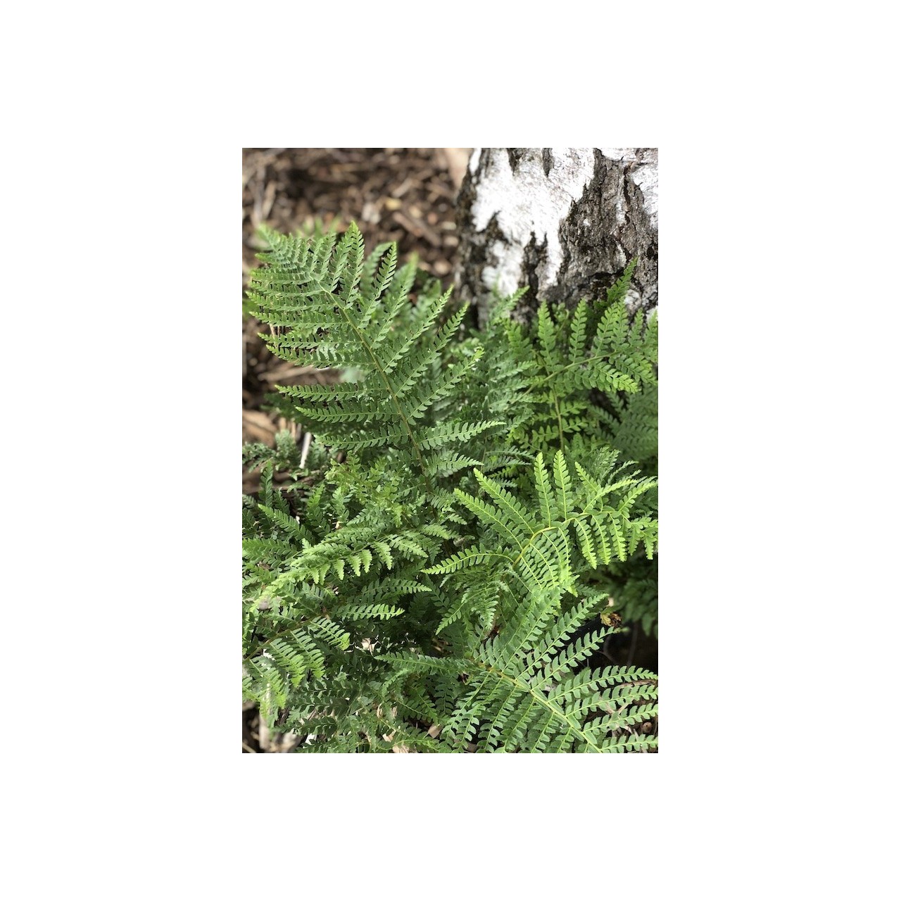 Polystichum braunii