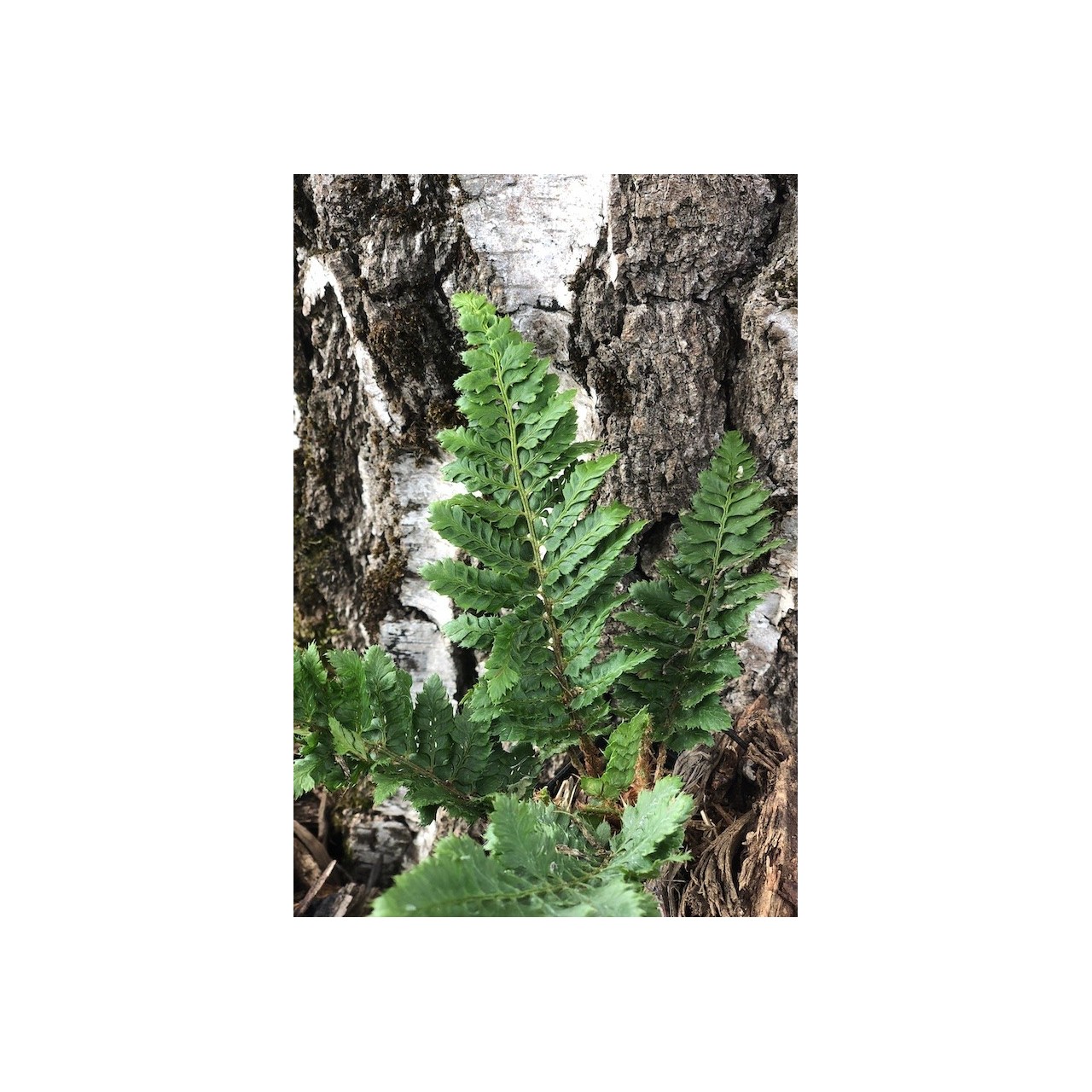 Polystichum setiferum 'Congestum'