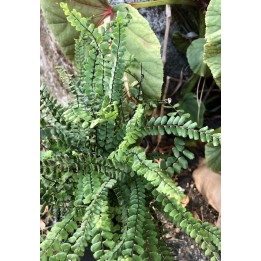 Capillaire des montagnes - Asplenium trichomanes - Description - vente