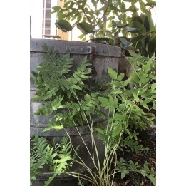 Osmonde royale - Osmunda regalis 'Purpurascens'