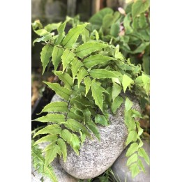 Cyrtomium de Fortune - Cyrtomium fortunei var. clivicola