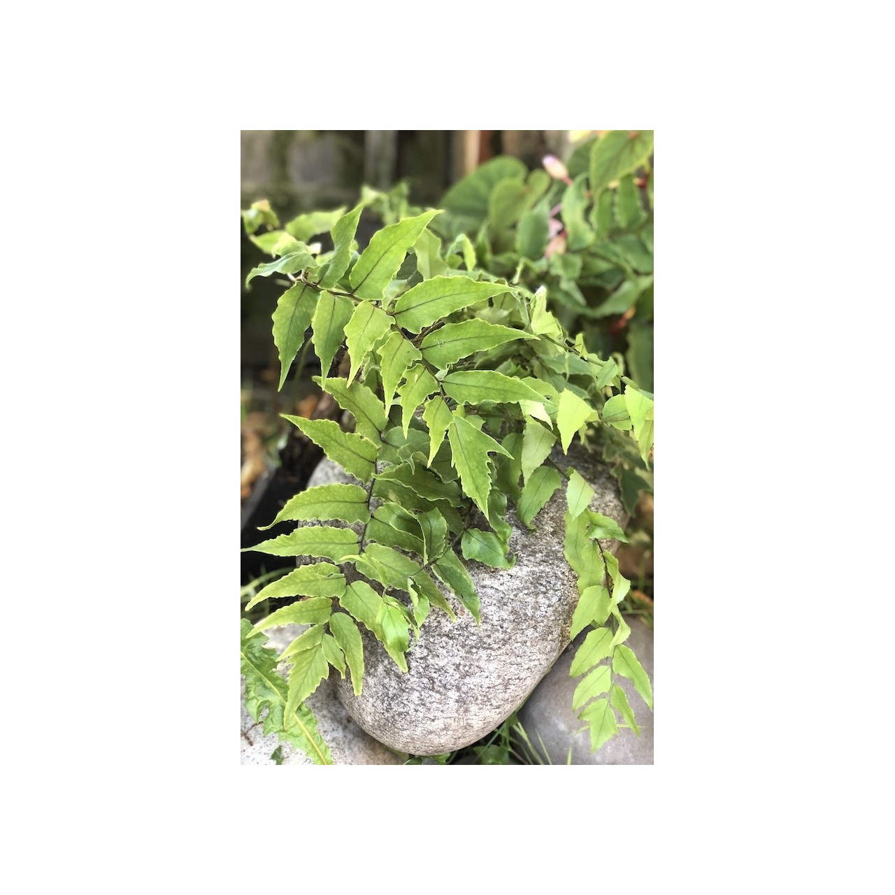 Cyrtomium de Fortune - Cyrtomium fortunei var. clivicola