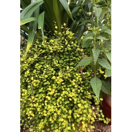 Muehlenbeckia complexa 'Golden Girl'