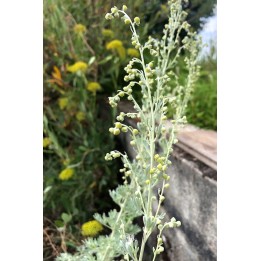 Absinthe - Artemisia absinthium 'Lambrook Mist'