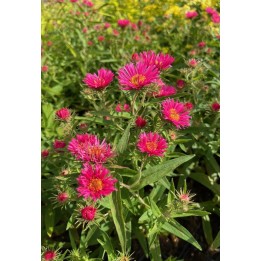 Vendangeuse - Aster (Symphyotrichum) n.a 'Andenken An Alma Potschke'