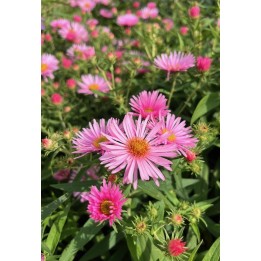 Vendangeuse - Aster (Symphyotrichum) n.a 'Harrington's Pink'