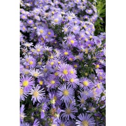 Vendangeuse - Aster ericoïdes 'Esther' - Symphyotrichum ericoïdes 'Esther'