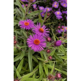 Vendangeuse - Aster n.a 'Ryroft Purple'