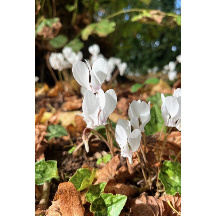 Cyclamen hederifolium 'Album'