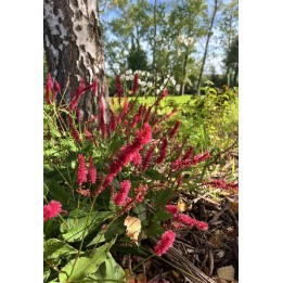Persicaire - Persicaria amplexicaulis 'Atrosanguinea'