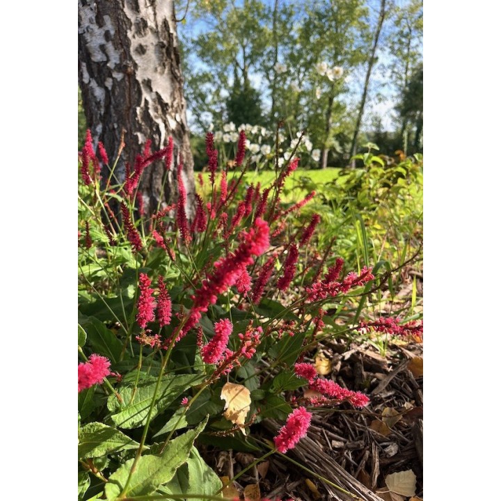 Persicaire - Persicaria amplexicaulis 'Atrosanguinea'