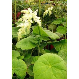 Astilboides tabularis