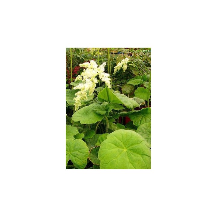 Astilboides tabularis