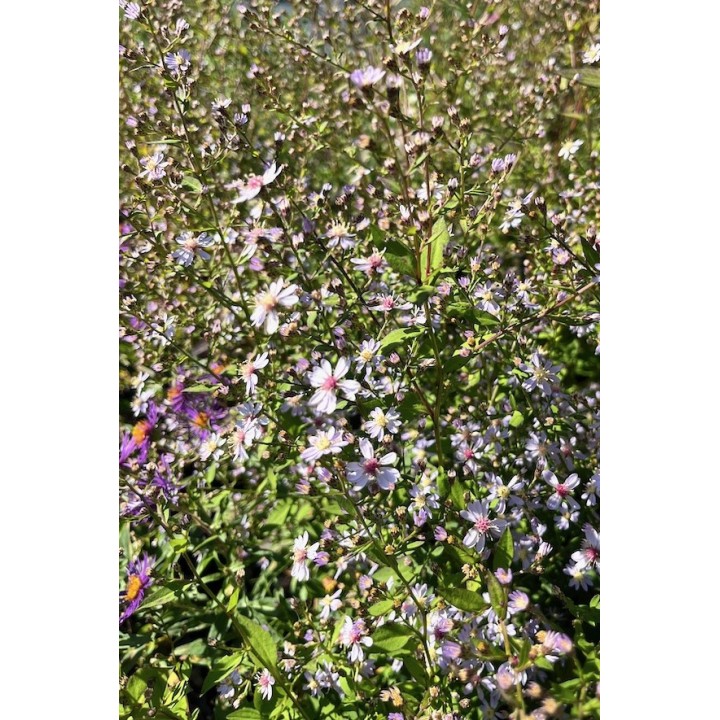 Vendangeuse - Aster cordifolius 'Ideal' - Symphyotrichum cordifolium 'Ideal'
