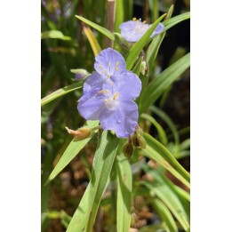 Ephémère de Virginie - Tradescantia 'J.C Weguelin'