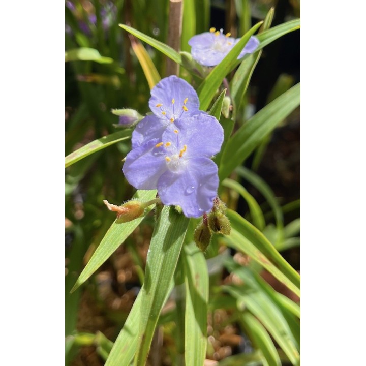 Ephémère de Virginie - Tradescantia 'J.C Weguelin'