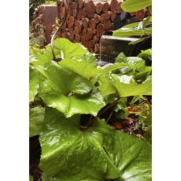 Rodgersia pinnata 'Chocolate Wing'