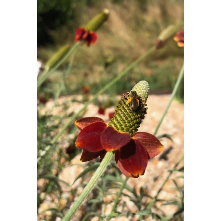 Chapeau mexicain - Ratibida columnifera f.pulcherrima