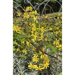 Senecio scandens