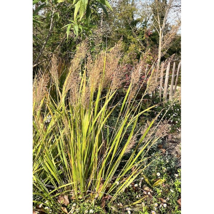 Calamagrostis brachytrica