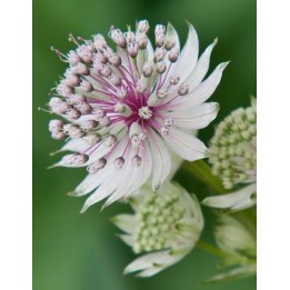 Grande astrance - Astrantia major