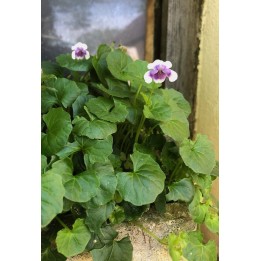 Viola banksii