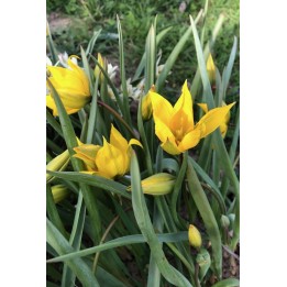 Tulipa sylvestris