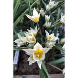 Tulipa turkestanica