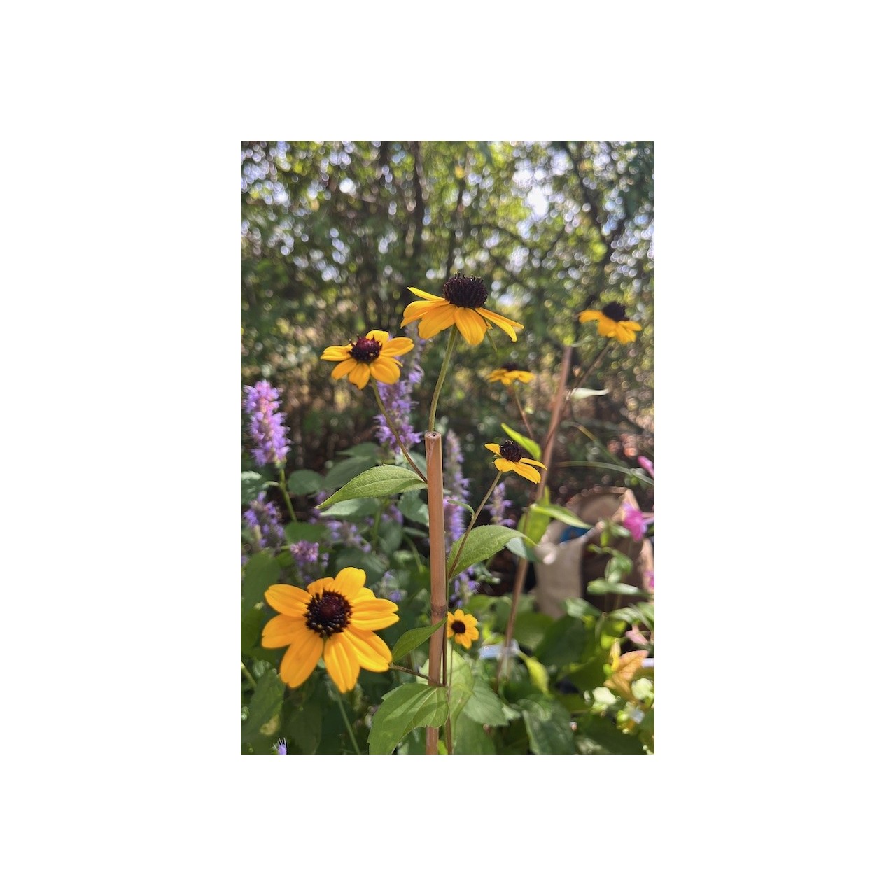 Rudbeckia triloba 'Blackjack Gold' - Grand Rudbeckia vivace