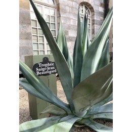 Agave weberi