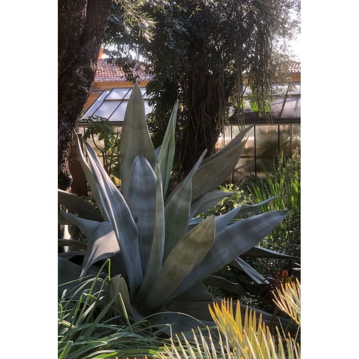 Agave weberi