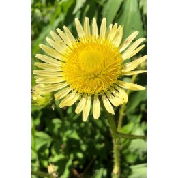 Berkheya radula
