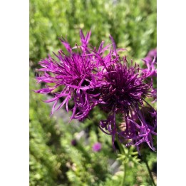 Centaurea alpestris - Centaurée des Alpes