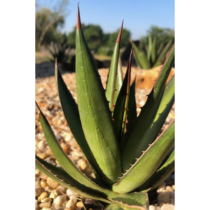 Agave univittata