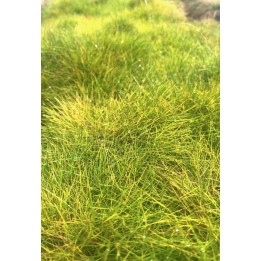 Fétuque crin d'ours - Festuca eskia