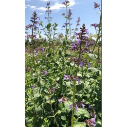 Menthe des chats - Nepeta grandiflora 'Pool Bank'