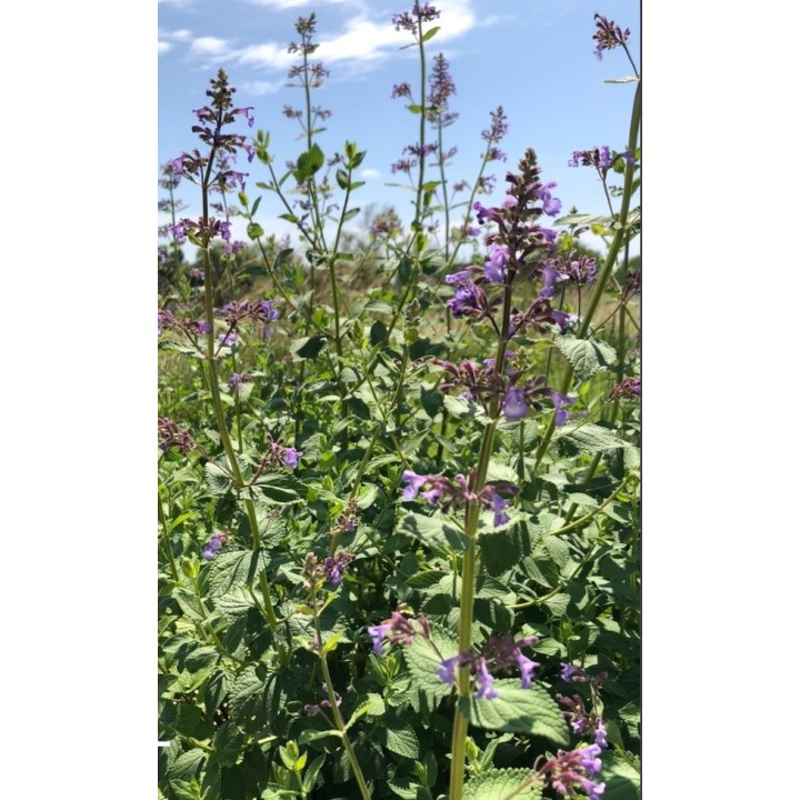 Menthe des chats - Nepeta grandiflora 'Pool Bank'