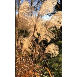 Eulalie - Miscanthus sinensis 'Poseidon'
