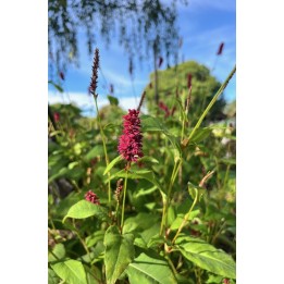 Persicaire amplexicaule - Persicaria amplexicaulis 'Inverleth'