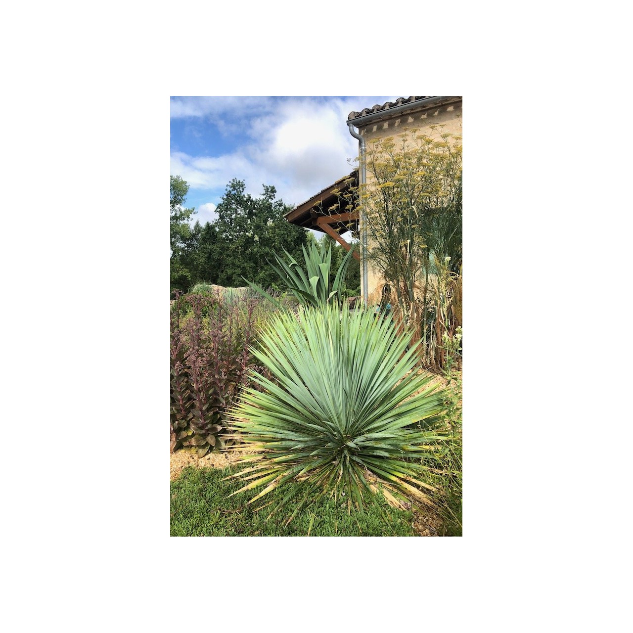 Yucca rostrata