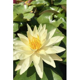 Nénuphar jaune - Nymphaea 'Joey Tomocik'
