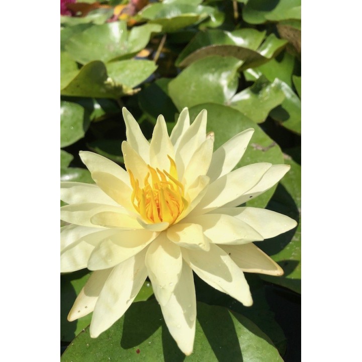 Nénuphar jaune - Nymphaea 'Joey Tomocik'