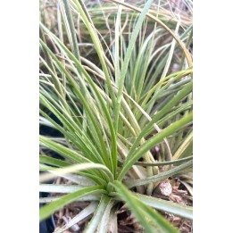 Puya mirabilis - Fleur des Andes