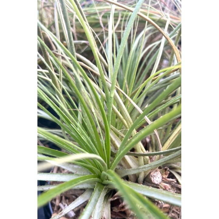 Puya mirabilis - Fleur des Andes