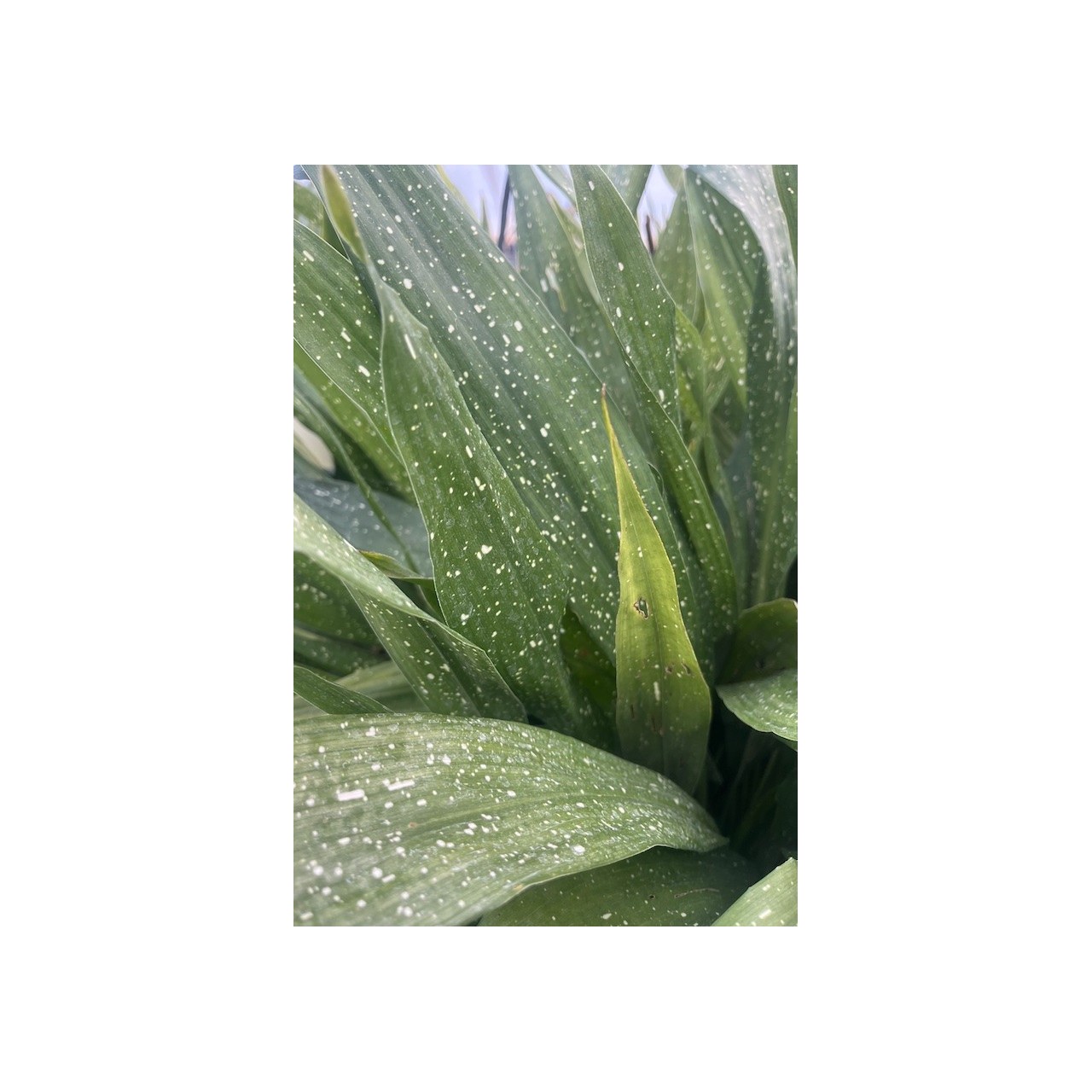 Aspidistra elatior 'Milky Way' - Aspidistra vietnamensis